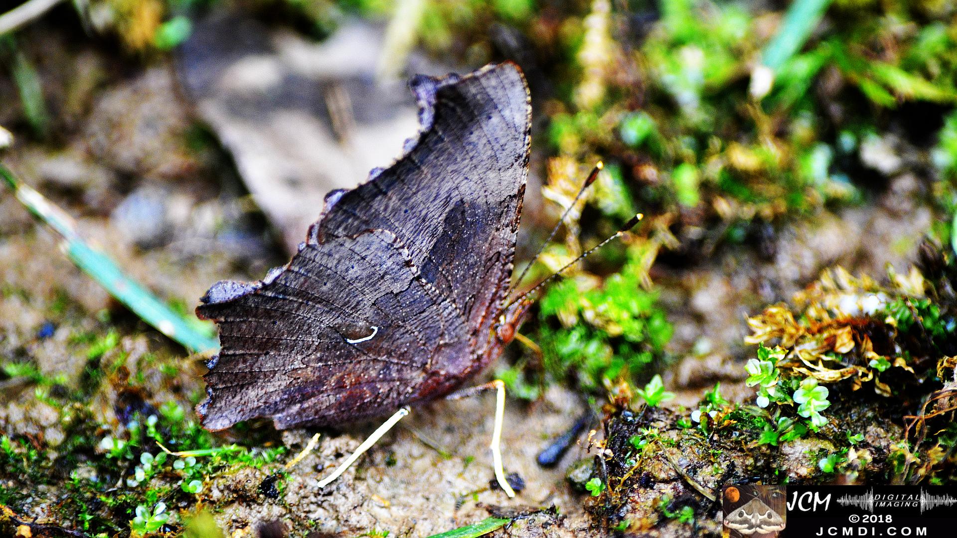 Question Mark Butterfly on mud (wings closed) 1080 (Nikon D5100)